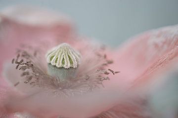 pink poppy by gj heinhuis
