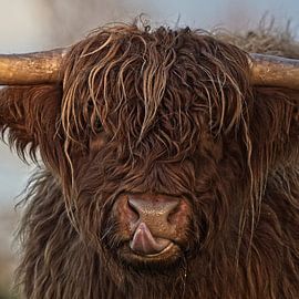 Schotse Hooglander vierkant portret van Dirk-Jan Steehouwer
