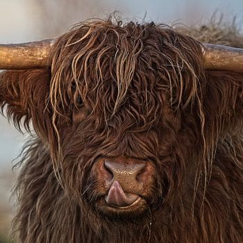 Schottischer Highlander Kopf