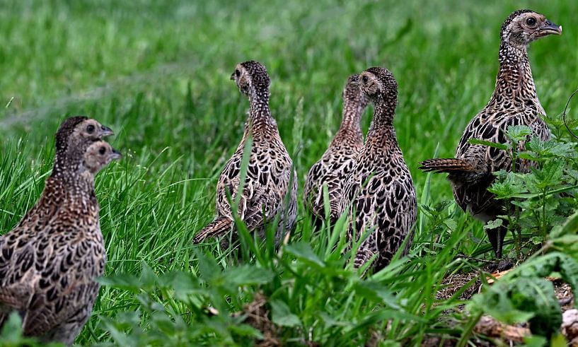 Pheasants by Petra De Jonge