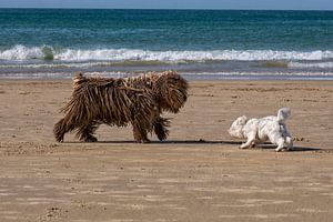 Großer und kleiner Hund treffen sich am Strand.