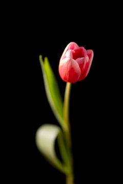 Stillevens in licht deel 3 – een tulp gevangen in gouden glorie