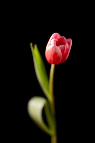 Still life in light part 3 - a tulip caught in golden glory
