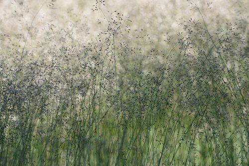 Gräser im Wind