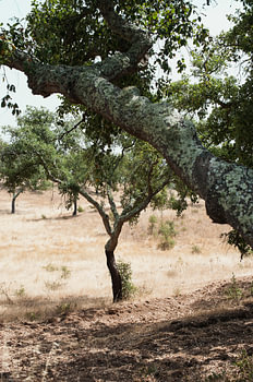 Kurkeik in Alentejo