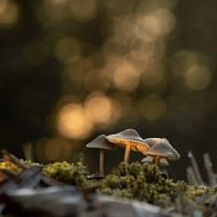 Champignons