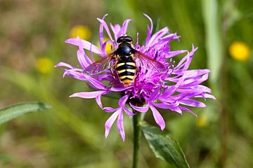 wasp on a purple flower by W J Kok