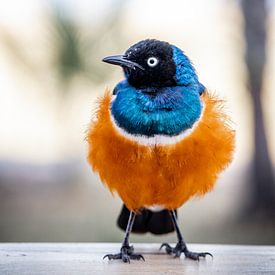 Vogel van Niels pothof