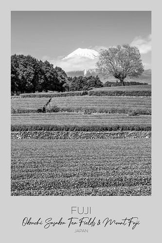 À l'honneur : la plantation de thé d'Obuchi et le mont Fuji