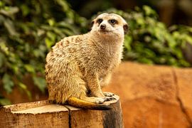 Erdmännchen auf der Lauer, um den Rest der Truppe bei Gefahr zu benachrichtigen von Eddy Smets