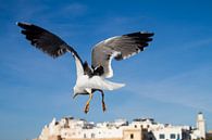 Zeemeeuw boven Essaouira van Johan Zwarthoed thumbnail