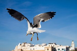 Seagulls above Essaouira, Morocco