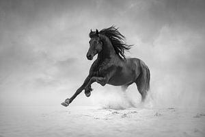 Cheval frisé au galop | noir et blanc | photographie de cheval