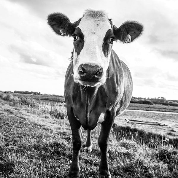 Hi cow by Dirk van Egmond