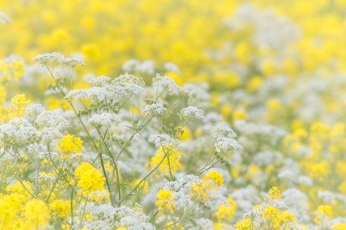 Romantic floral palette in spring by Dirk-Jan Steehouwer