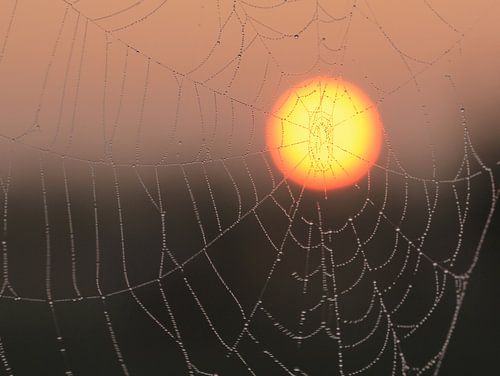 Zon achter spinnenweb