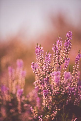 Close up heideplantje van Inge Smulders