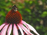 Kijken voor nectar