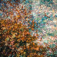 Leaves on the ground and in the tree in autumn colours