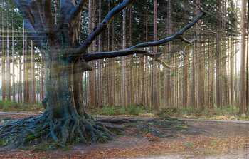 Bakkeveen the Magic Tree 