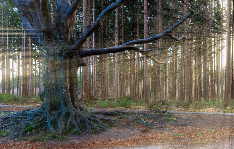 Bakkeveen the Magic Tree  par Kevin Boelhouwer