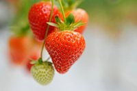 Vrolijke aardbeiden