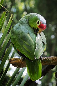 Un perroquet qui se lisse les plumes
