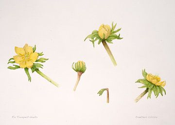 Winterakoniet; Eranthus ciliciga van Ria Trompert- Nauta