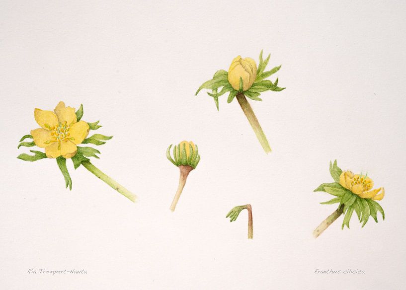 Illustration botanique d'une Aconite d'hiver ; Eranthus ciliciga par Ria Trompert