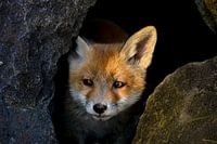 fox between boulders