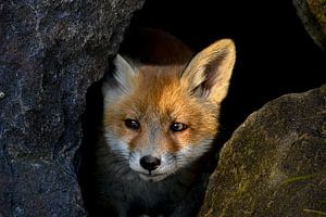 Fuchs zwischen Felsblöcken von Ed Klungers