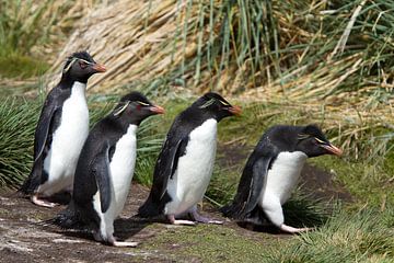 Funny Rockhopper Penguins by Angelika Stern