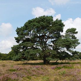 Grove den op de Kniphorstbosch. van Wim vd Neut