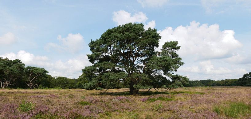 Waldkiefer im Kniphorst-Wald. von Wim vd Neut