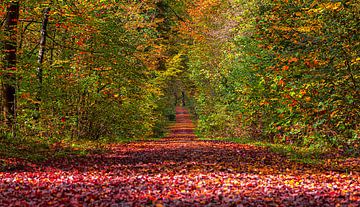 Herbst Wald von Thomas Heitz