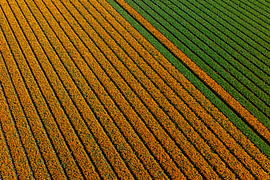 A tulip field seen from the air by Keesnan Dogger Fotografie