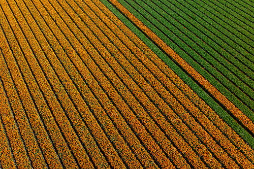 Champ de tulipes vu du ciel sur Keesnan Dogger Fotografie