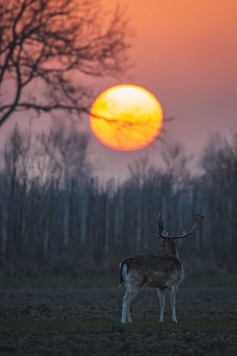 Hert bij zonsondergang
