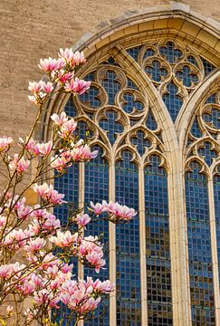 Magnolias bij het kerkraam, Deventer van Adelheid Smitt