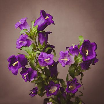 Stilleben, Blumen in einer Vase von WPF