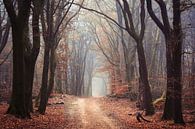 De Wicca bossen van Tvurk Photography thumbnail