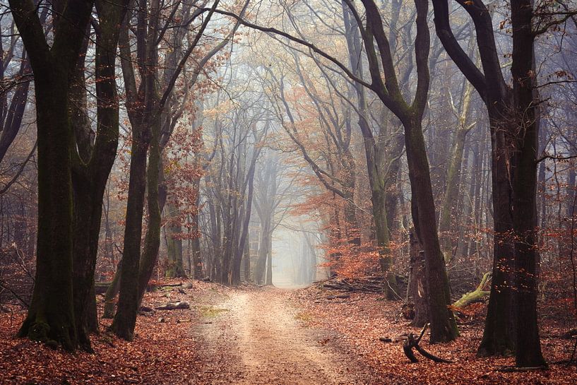 De Wicca bossen van Tvurk Photography
