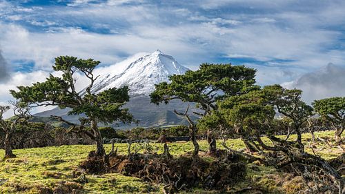 Het Dak van Portugal: Winterse Pico