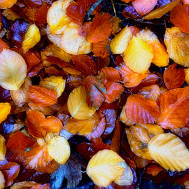 Autumn leaves, a shimmering treasure trove of colours by Marie-Christine Goergen