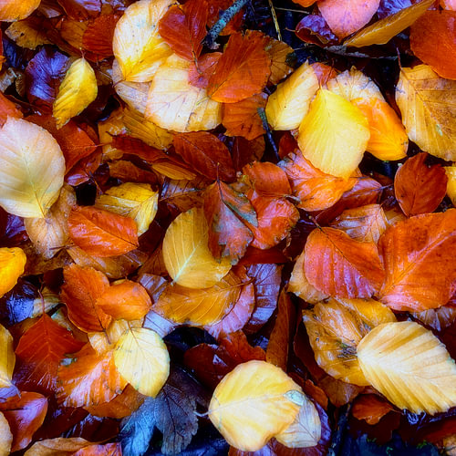 Herbstblätter, ein schillernder Farbenreichtum