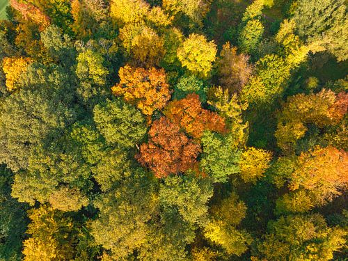 Herfstbos met kleurrijke bladeren van bovenaf gezien