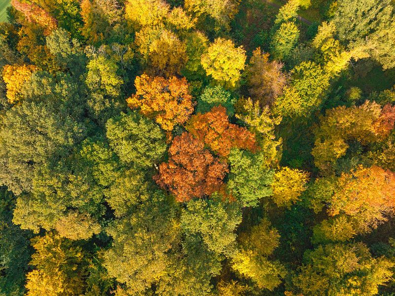 Herbstwald mit bunten Blättern von oben gesehen von Sjoerd van der Wal Fotografie
