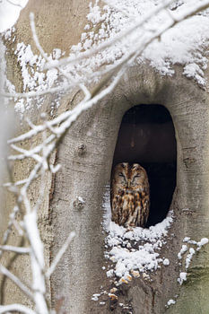 Waldkauz bei der Winterruhe.