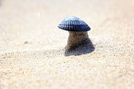 Schelp op een torentje van zand by Olaf Douma thumbnail