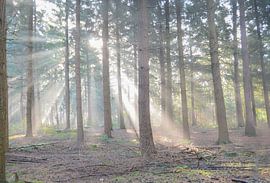 Sonnenstrahlen im Wald... von Ans Bastiaanssen